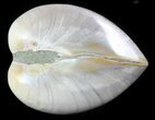 Polished Fossil Astarte Clam - Cretaceous #45797-1